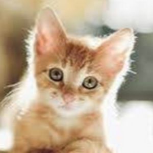 Meet your Posher, Julie